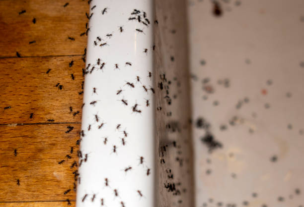 Best Pest Prevention Services  in Spencerville, NM