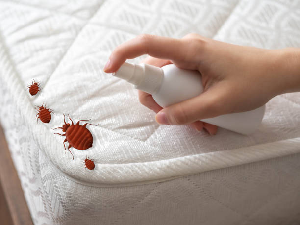 Best Best Pest Control Companies  in Spencerville, NM