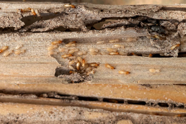 Best Pest Removal Services  in Spencerville, NM